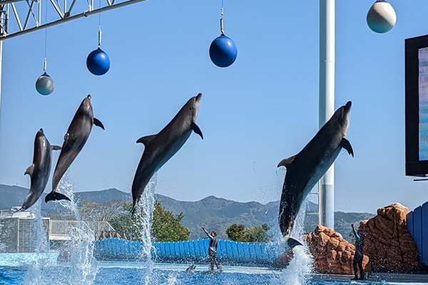 大阪、京都、神戸から白浜アドベンチャーワールドへ日帰りＪＲくろしお、入園付き3割引きの日本旅行お得なプランの内容、値段、発売期間、購入方法