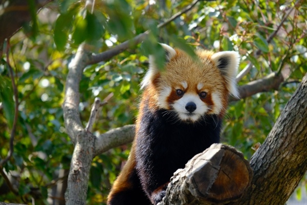 三宮～王子動物園へアクセス「市バス・入園セット券」の内容、値段、発売期間、購入方法